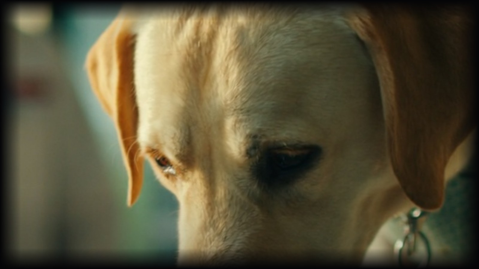 Illustration for the Dognosis cancer-sniffing dogs story