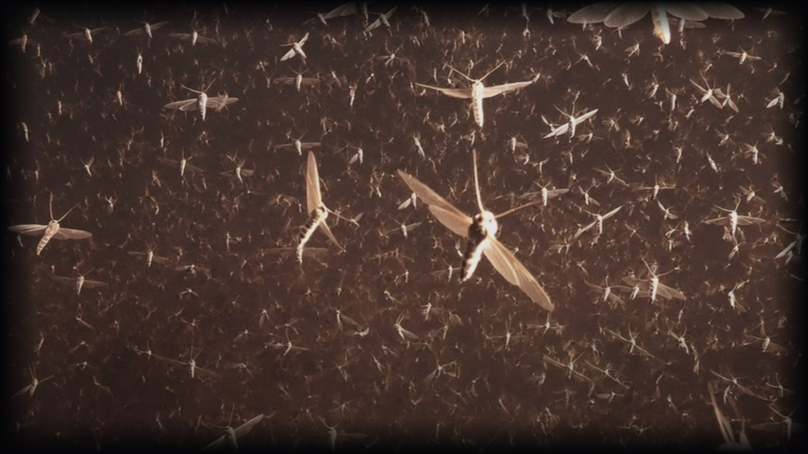 Illustration for the Verily mosquito release story